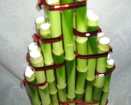 Lucky bamboo for dubai and Iran market