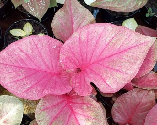 Thailand caladium exporting to USA Thailand caladium exporting to USA