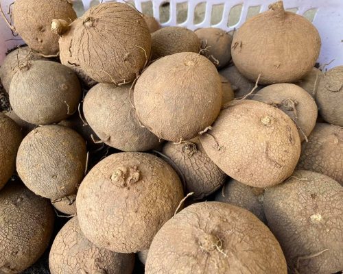Thai stephania erectra bulbs decoration selling to taiwan