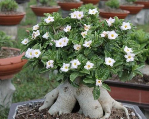 Arabicum thailand seed