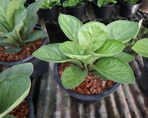 Anthurium jenmanii Aurea variegated