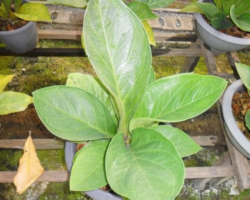 Anthurium jenmanii Aurea variegated