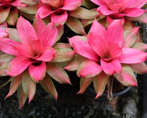 Bromeliads new variety for sale to USA