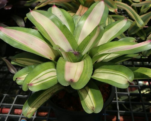Bromeliads nursery exporting quality to tanzania