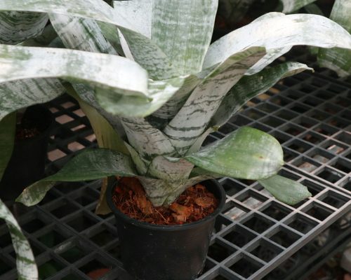 Bromeliads new variety for sale to USA