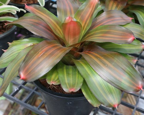 bromeliads plants live thailand