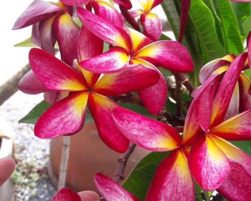 Plumeria seed Plumeria seed