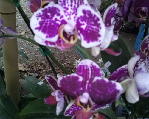Orchid Phalaenopsis nursery thailand exporter