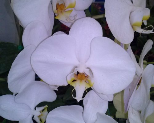 Orchid Phalaenopsis nursery thailand exporter