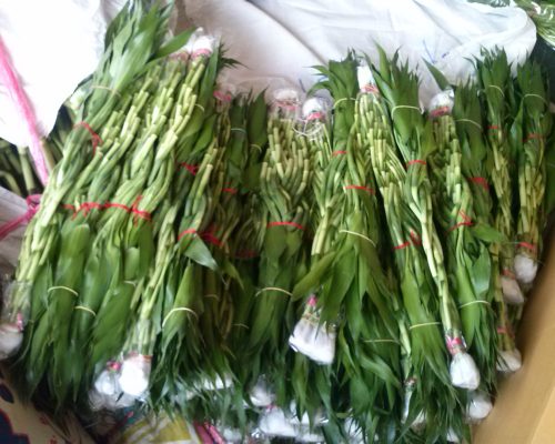 Lucky bamboo put in the pots exporting to dubai