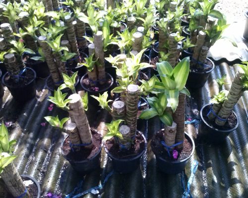 Dracaena fragrans plants supply to bahrain