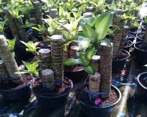 Dracaena fragrans nursery from thailand