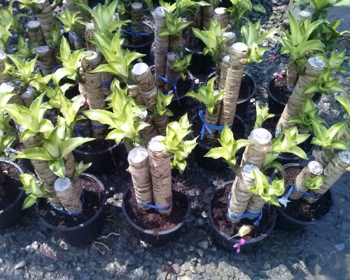 Draceana fragrans loading by container to USA
