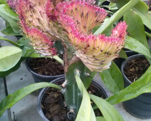 Euphorbia lactea growing with coconut peak from thailand nursery