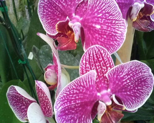 Orchid phalaenopsis freshness plant from thailand garden