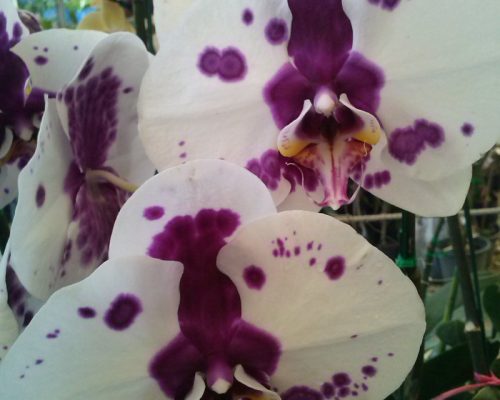 Orchid phalaenopsis freshness plant from thailand garden