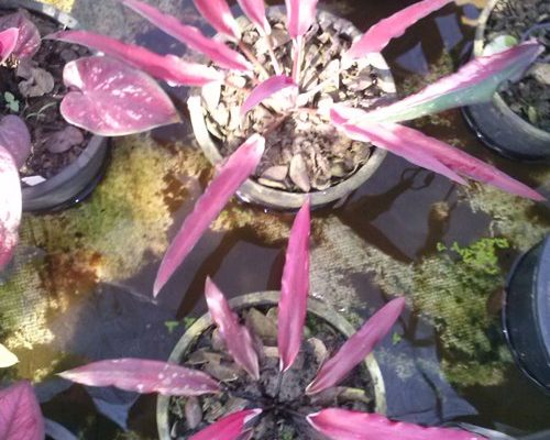 Thailand caladium exporting to USA Thailand caladium exporting to USA