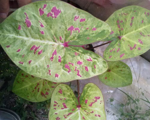 Caladium variety for sale to south africa Caladium variety for sale to south africa