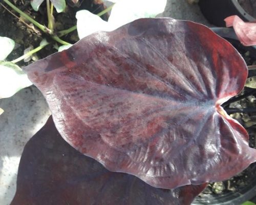 Thailand caladium exporting to USA Thailand caladium exporting to USA
