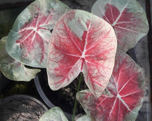 Caladium variety for sale to south africa Caladium variety for sale to south africa