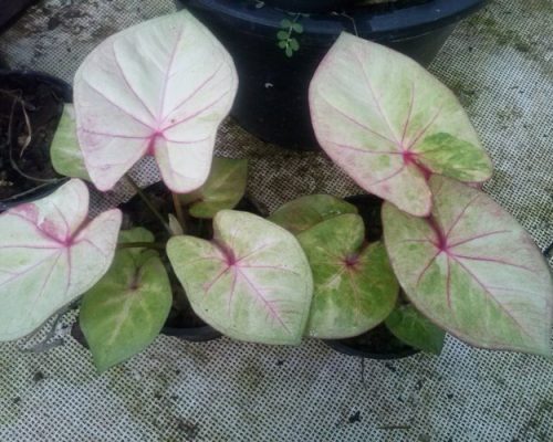 Thailand caladium exporting to USA Thailand caladium exporting to USA