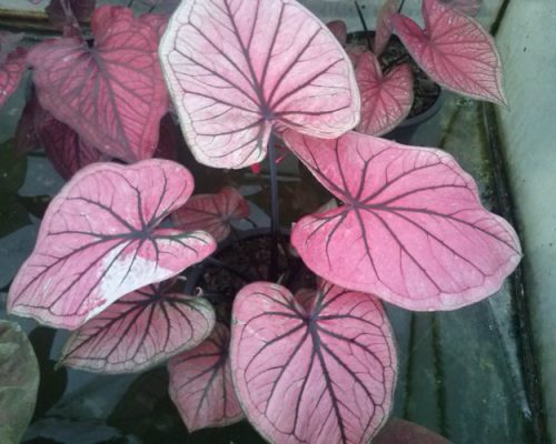 Thailand caladium exporting to USA Thailand caladium exporting to USA