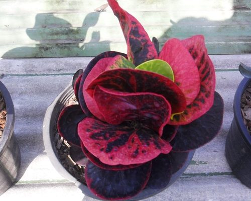 Croton plant live from thailand exporter