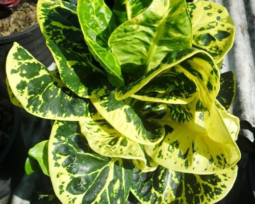 Croton