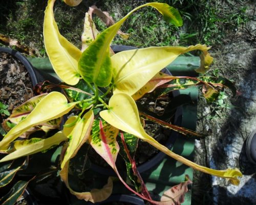 Croton long leaf for sale