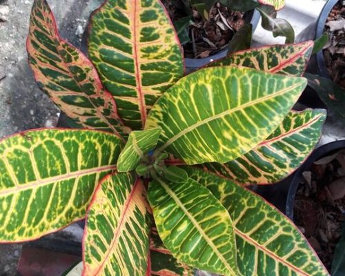 Croton