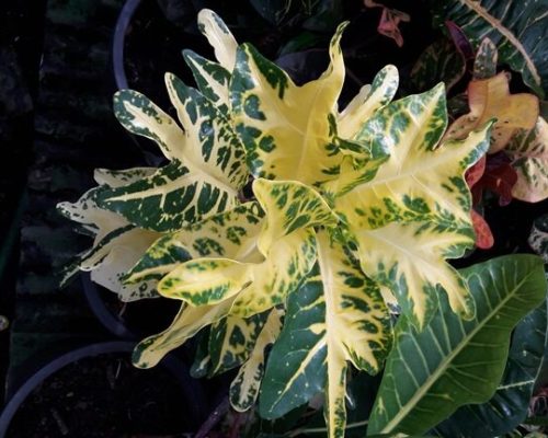 Thailand croton variegated selling to USA