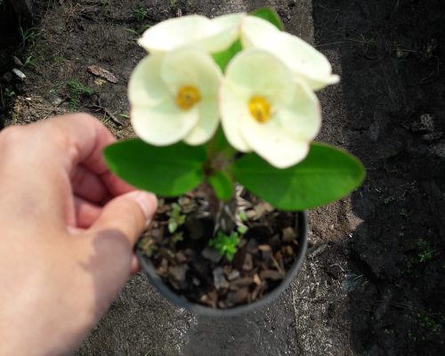 Euphorbia milii thailand farm ship to USA by sea
