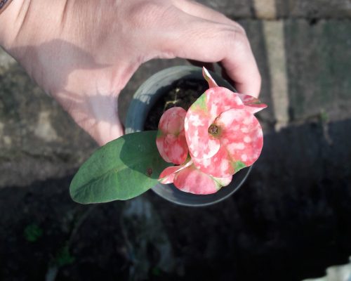 Euphorbia milii thailand farm ship to USA by sea