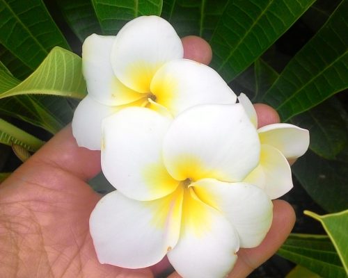 Plumeria seeds Plumeria seeds
