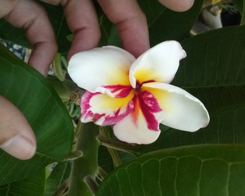 Plumeria seed for sale to USA bulk quantity Plumeria seed for sale to USA bulk quantity