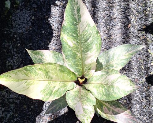Anthurium renaissance for sale to canada and tanzania