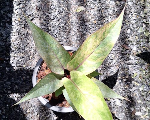 Anthurium renaissance for sale to canada and tanzania