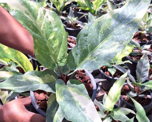 Anthurium renaissance for sale to canada and tanzania
