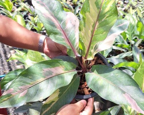 Anthurium Renaissance variegated for sale to south africa