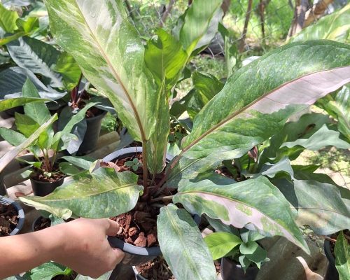 Anthurium renaissance for sale to canada and tanzania