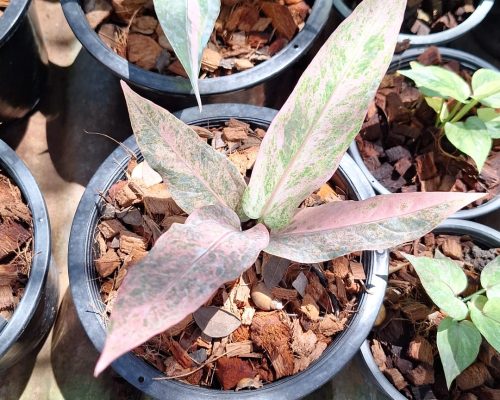 Anthurium renaissance for sale to canada and tanzania