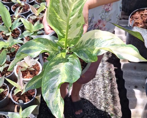 Anthurium renaissance for sale to canada and tanzania