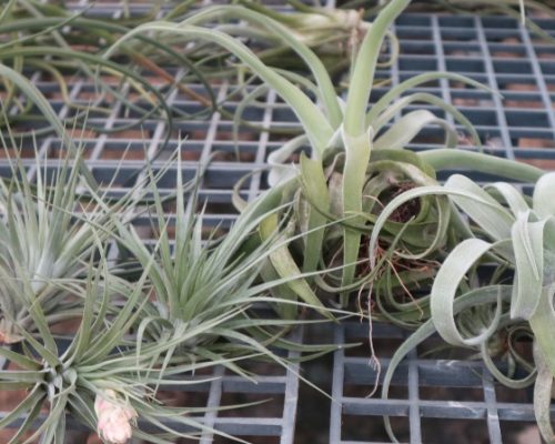 Tillandsia plant live for sale