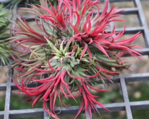 Tillandsia Ionantha airplant for sale to taiwan