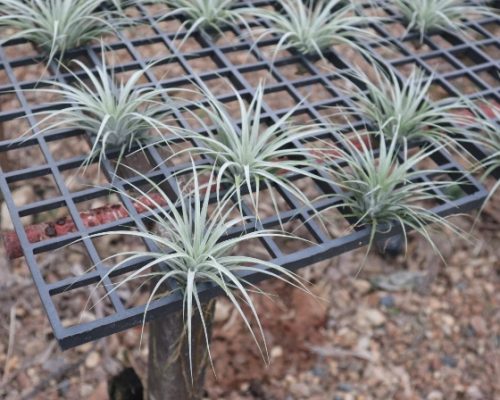tillandsia exporting to singapore