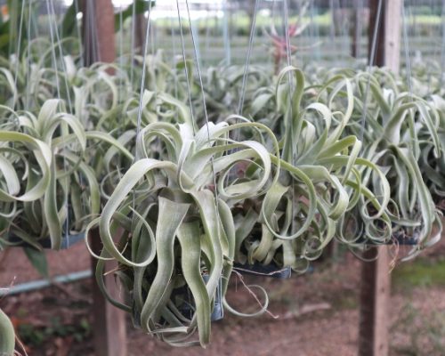 Tillandsia Ionantha airplant for sale to taiwan