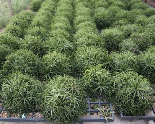 tillandsia exporting to singapore