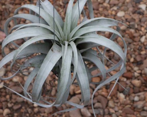 tillandsia exporting to singapore