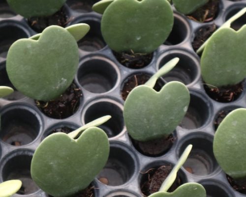 Hoya kerrii dark green supply to russia garden Hoya kerrii dark green supply to russia garden