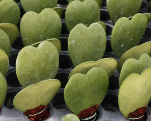 Hoya kerrii dark green supply to russia garden Hoya kerrii dark green supply to russia garden